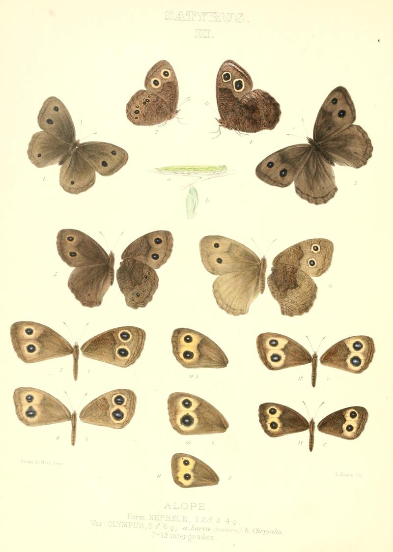 The butterflies of North America (SATYRUS III) BHL9691177