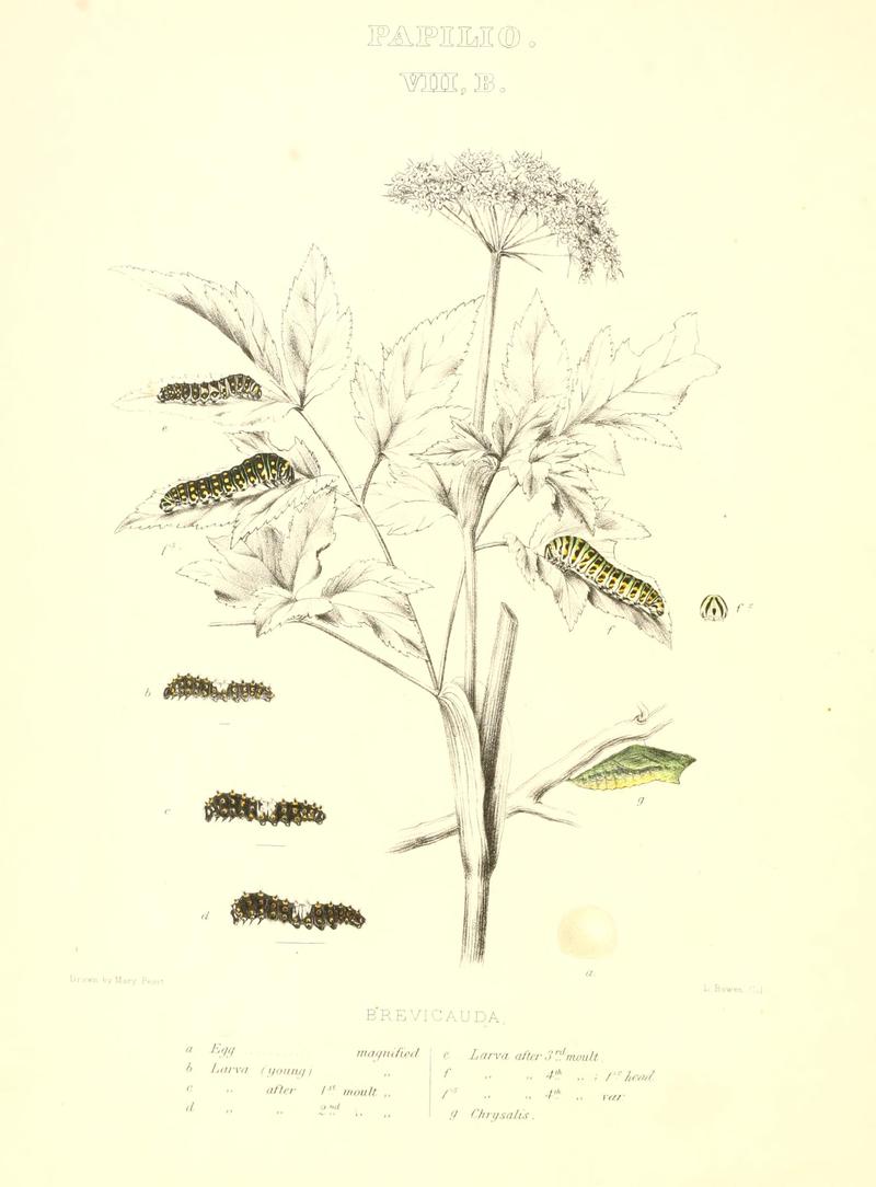 The butterflies of North America BHL9690887