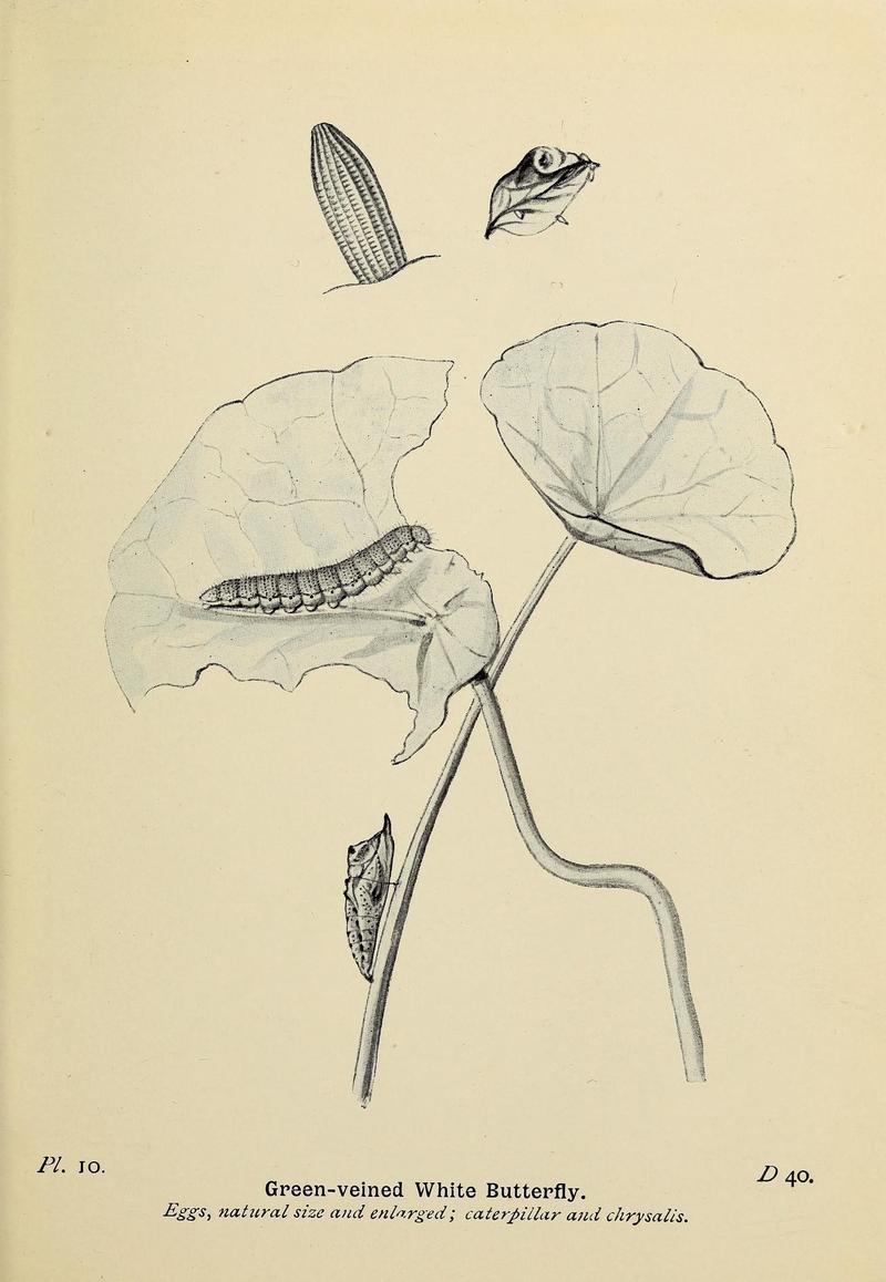 The butterflies of the British Isles (Pl. 10) (6925681691)