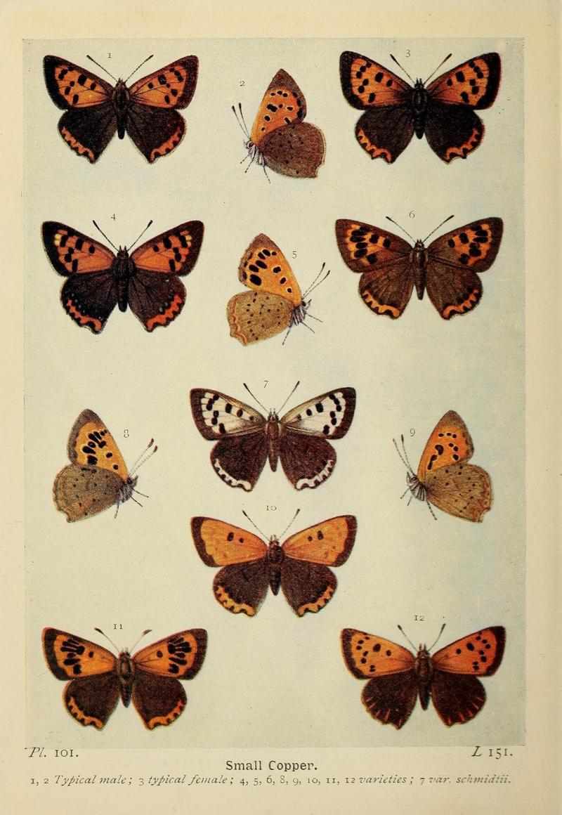 The butterflies of the British Isles (Pl. 101) (6779596432)