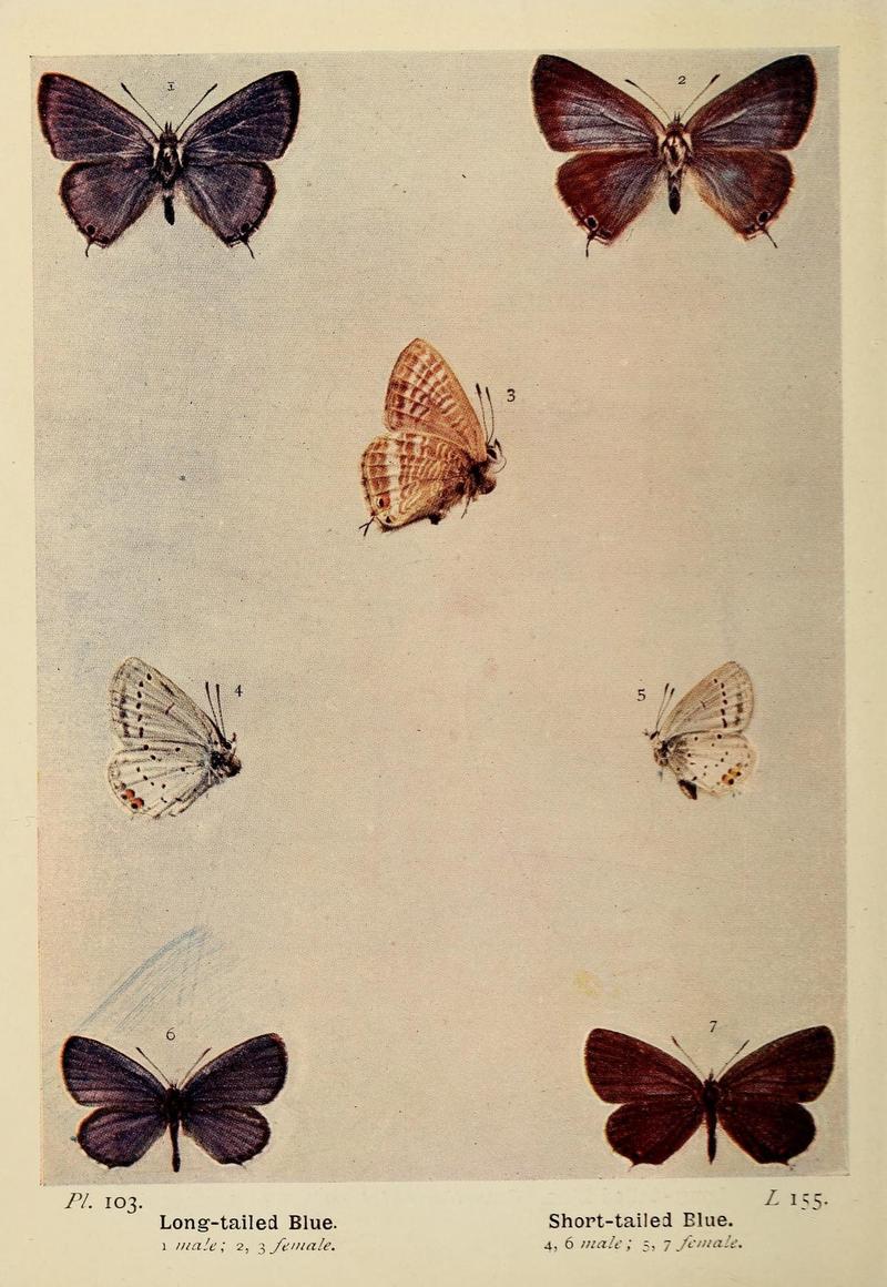 The butterflies of the British Isles (Pl. 103) (6925713517)