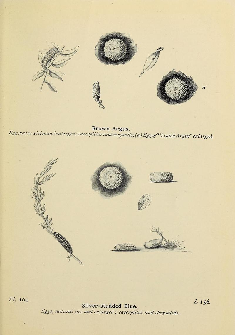 The butterflies of the British Isles (Pl. 104) (6925713969)