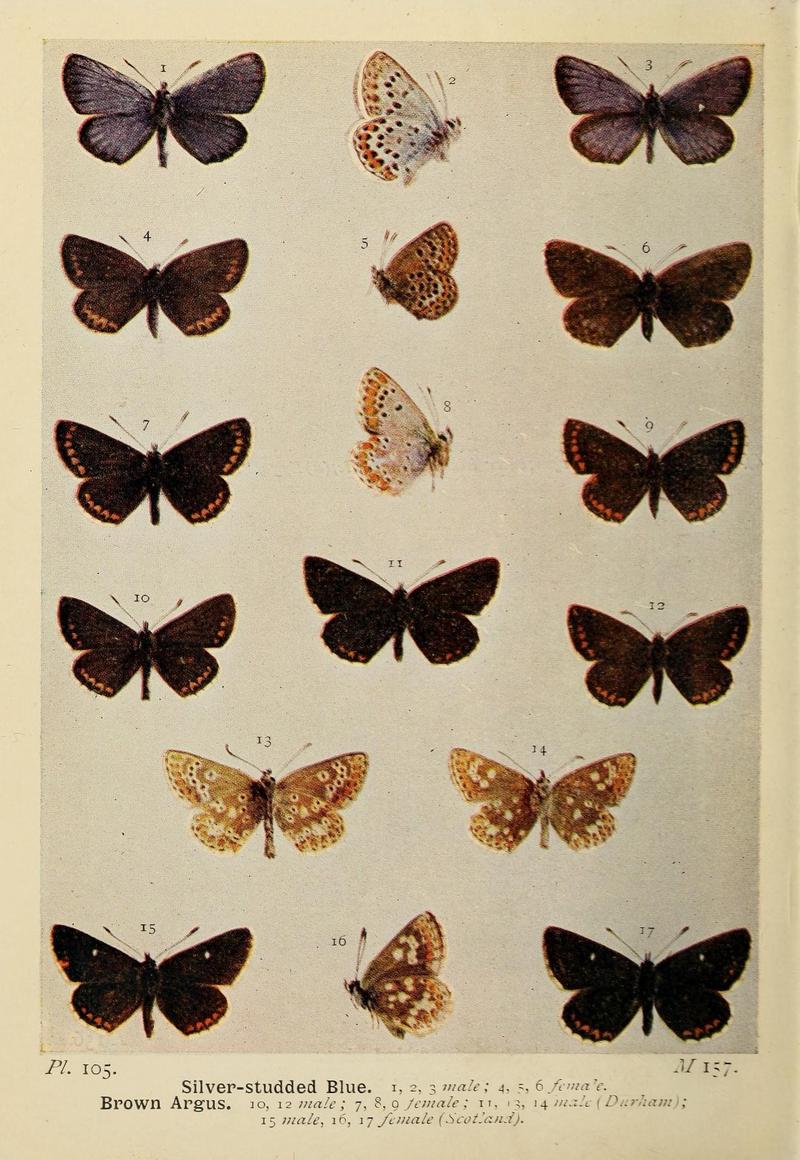 The butterflies of the British Isles (Pl. 105) (6779597898)