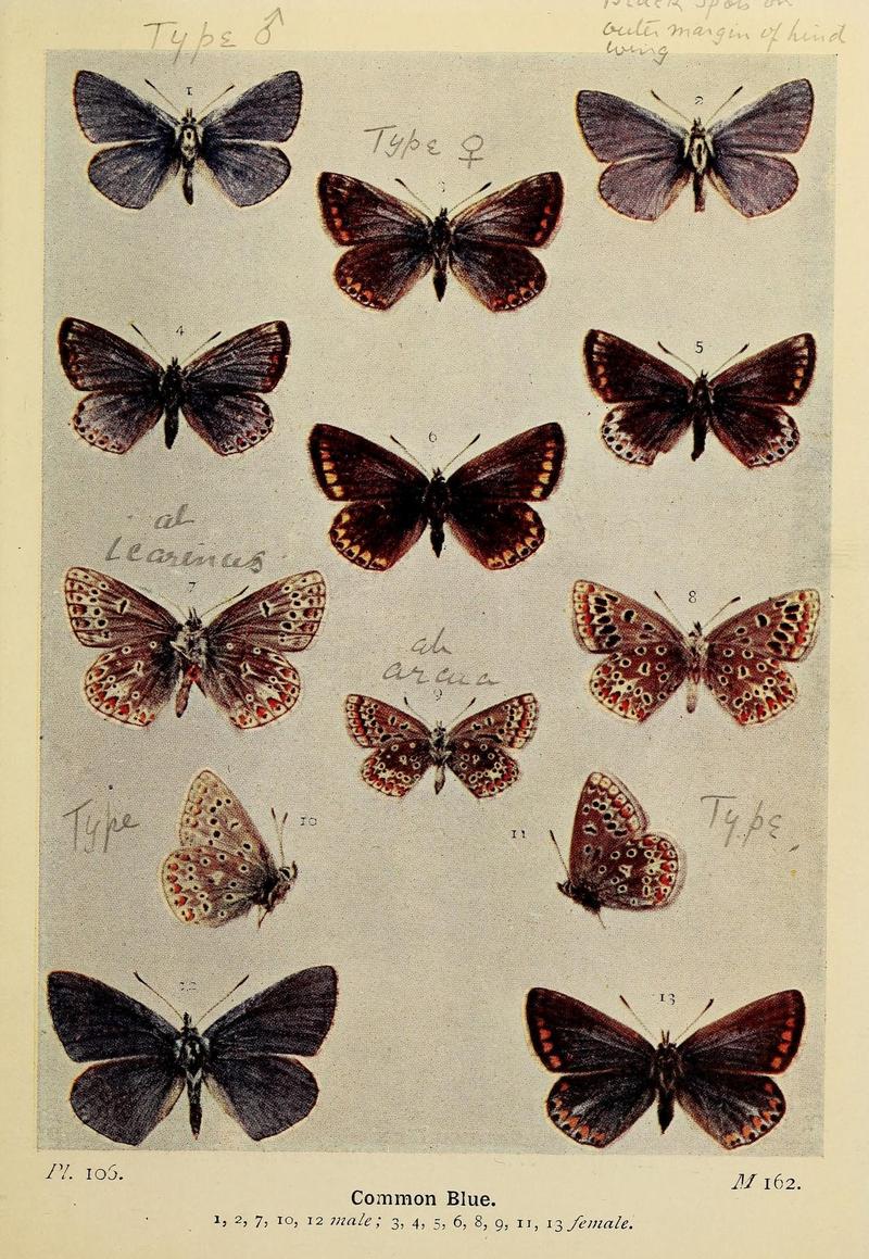 The butterflies of the British Isles (Pl. 106) (6779598242)