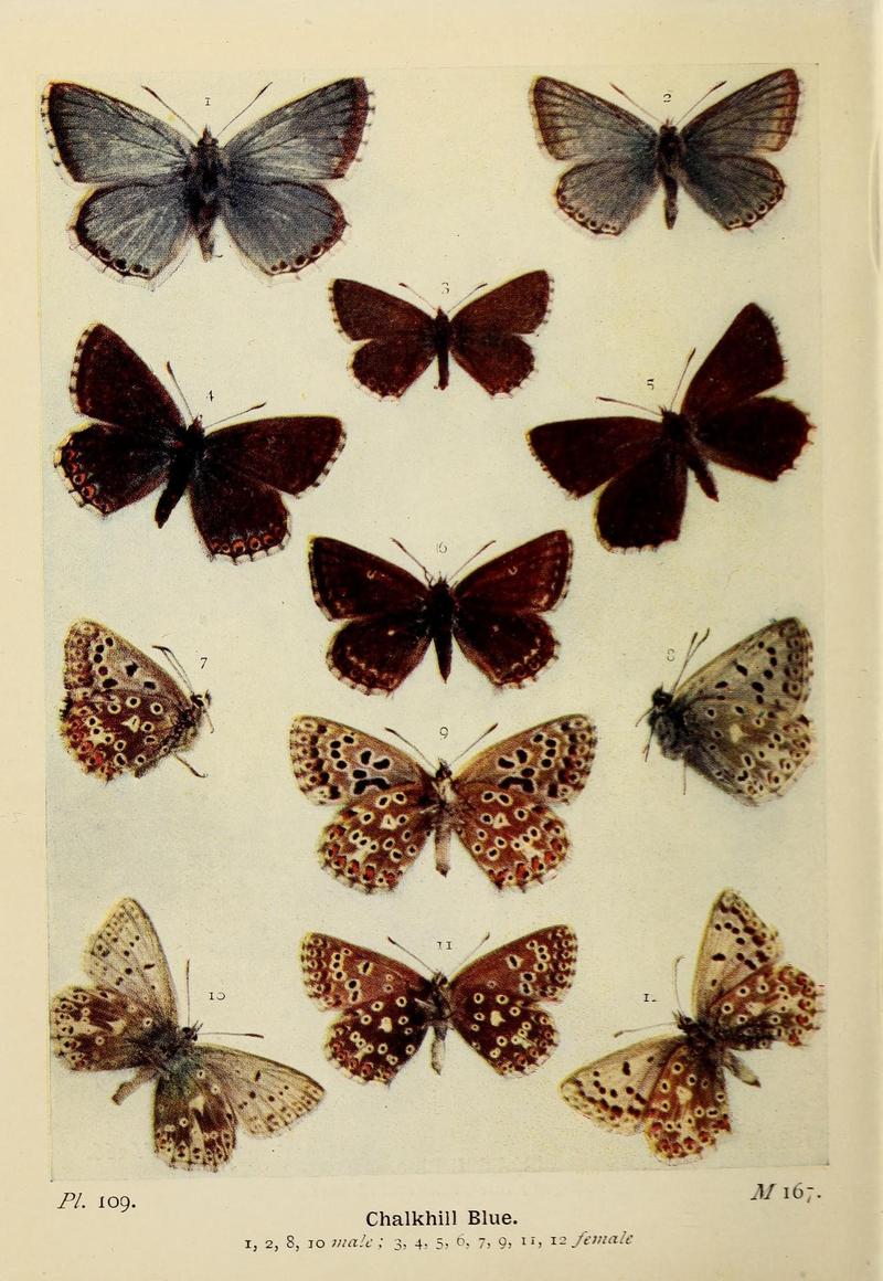 The butterflies of the British Isles (Pl. 109) (6925715551)