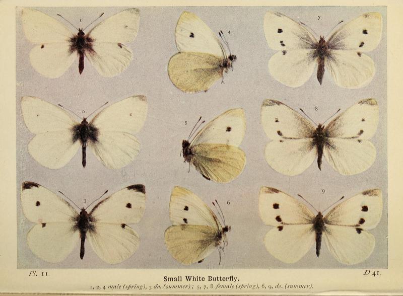 The butterflies of the British Isles (Pl. 11) (6779566732)