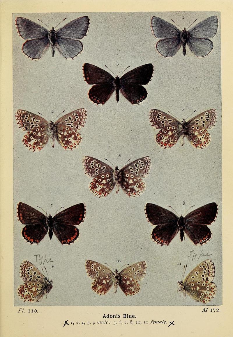 The butterflies of the British Isles (Pl. 110) (6925715983)