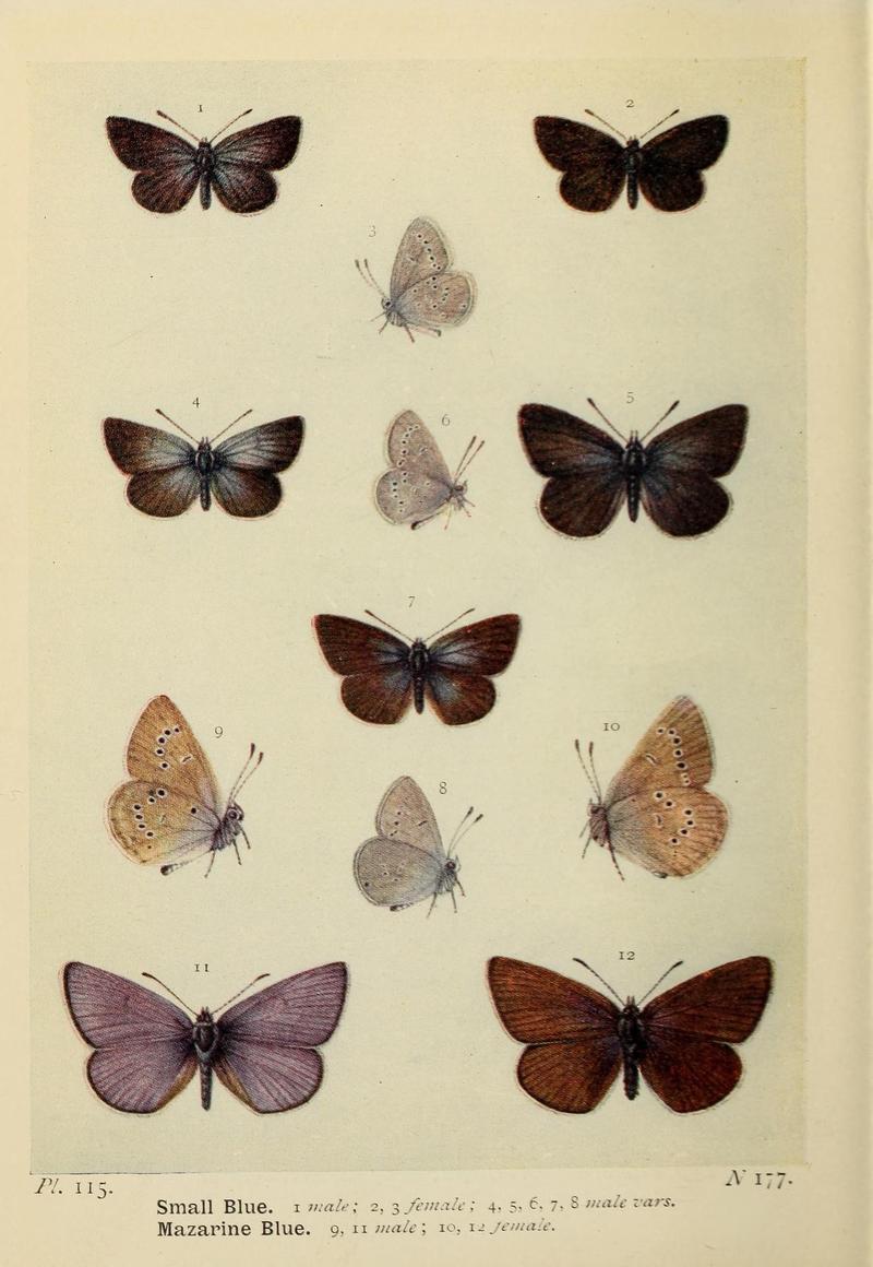 The butterflies of the British Isles (Pl. 115) (6779600810)