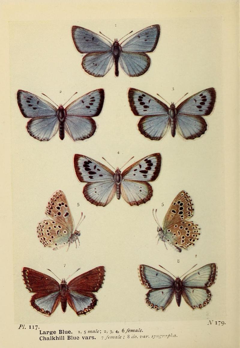 The butterflies of the British Isles (Pl. 117) (6925717817)