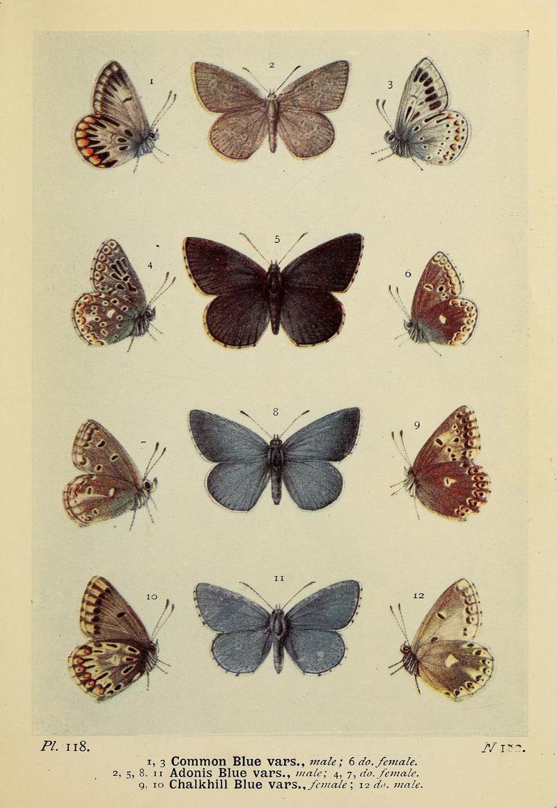 The butterflies of the British Isles (Pl. 118) (6925718183)