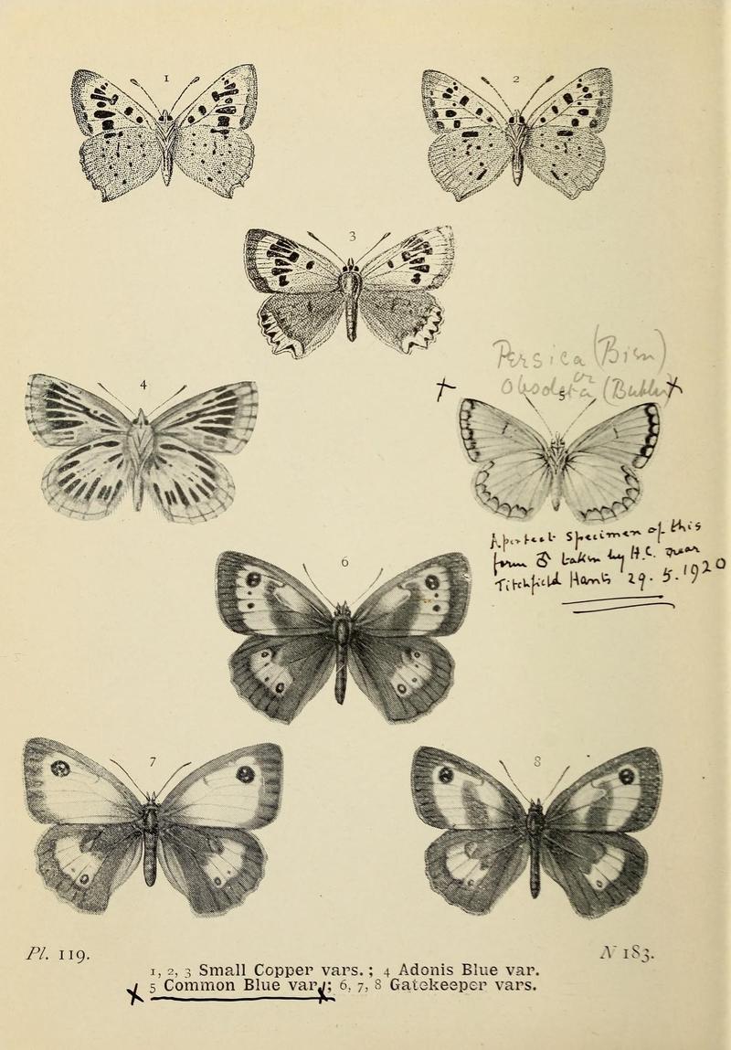 The butterflies of the British Isles (Pl. 119) (6925718463)