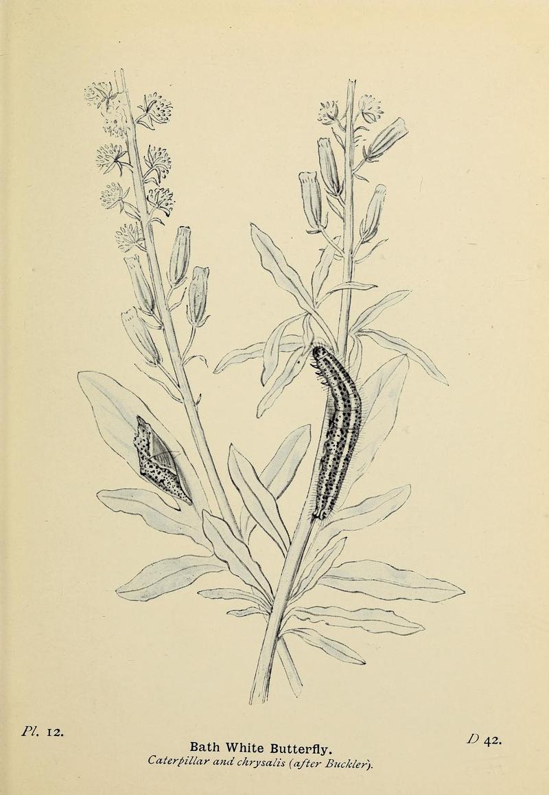 The butterflies of the British Isles (Pl. 12) (6925684295)