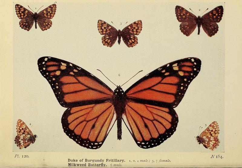 The butterflies of the British Isles (Pl. 120) (6925718899)