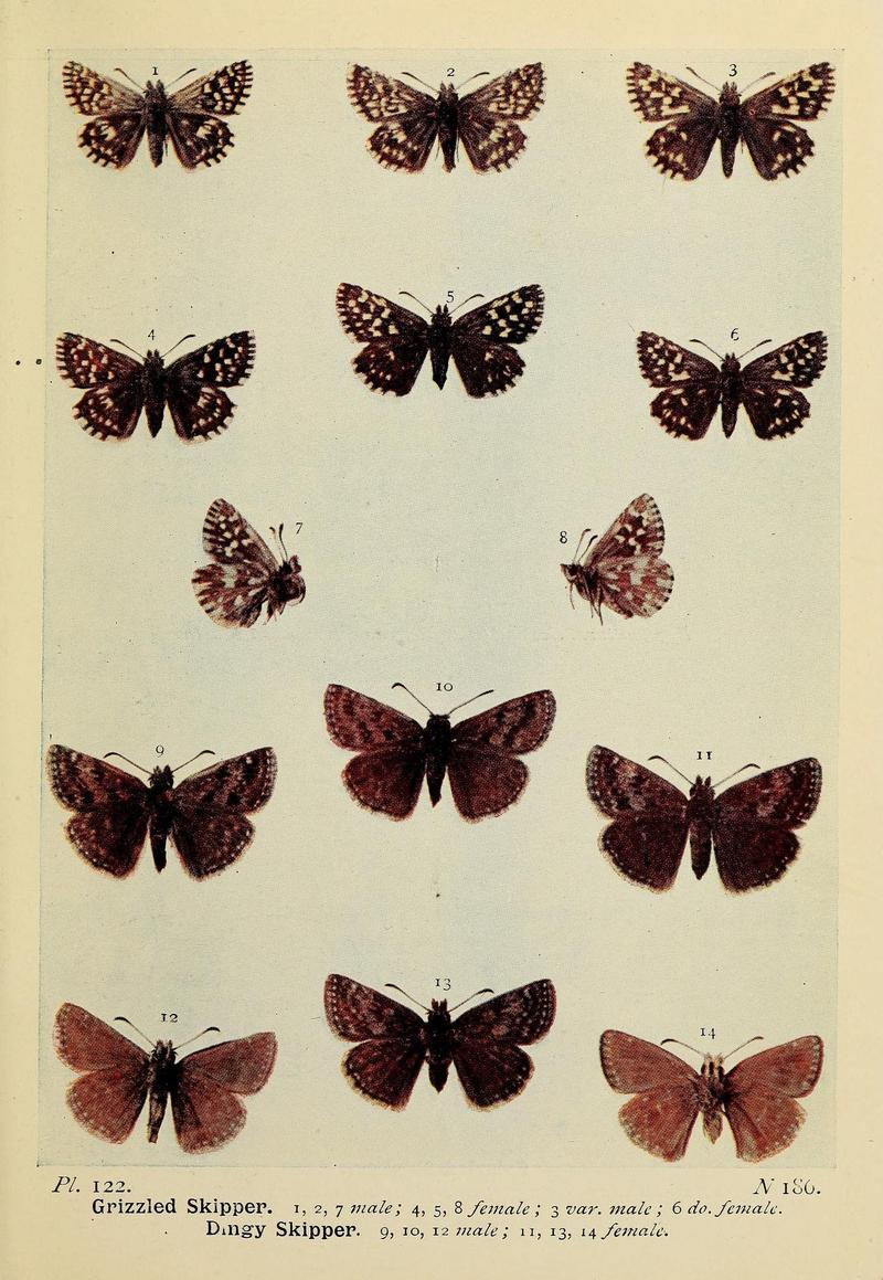 The butterflies of the British Isles (Pl. 122) (6779603514)