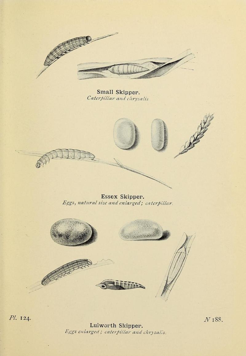 The butterflies of the British Isles (Pl. 124) (6925720531)