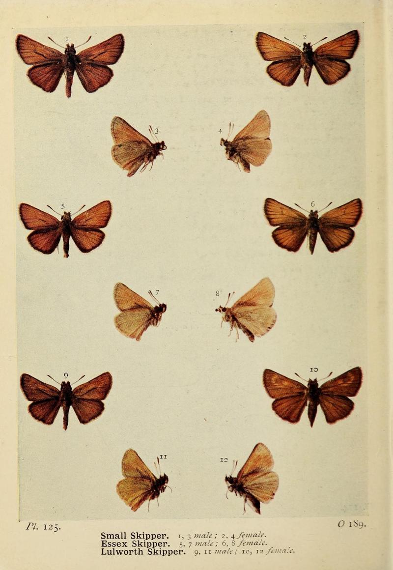 The butterflies of the British Isles (Pl. 125) (6925720823)