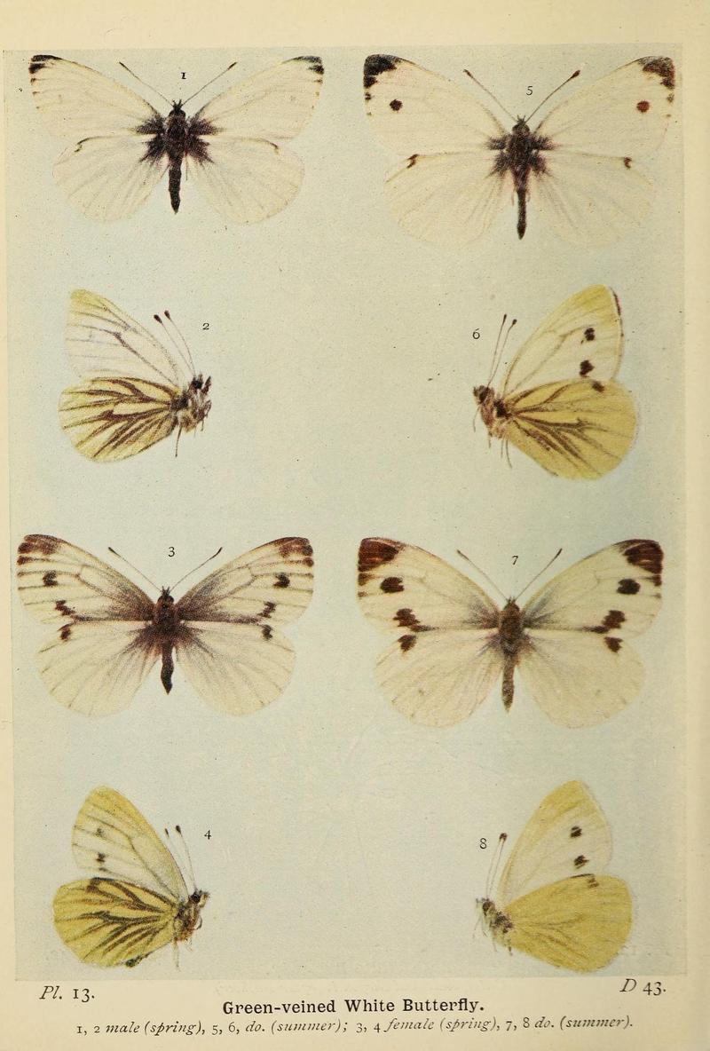 The butterflies of the British Isles (Pl. 13) (6779567820)