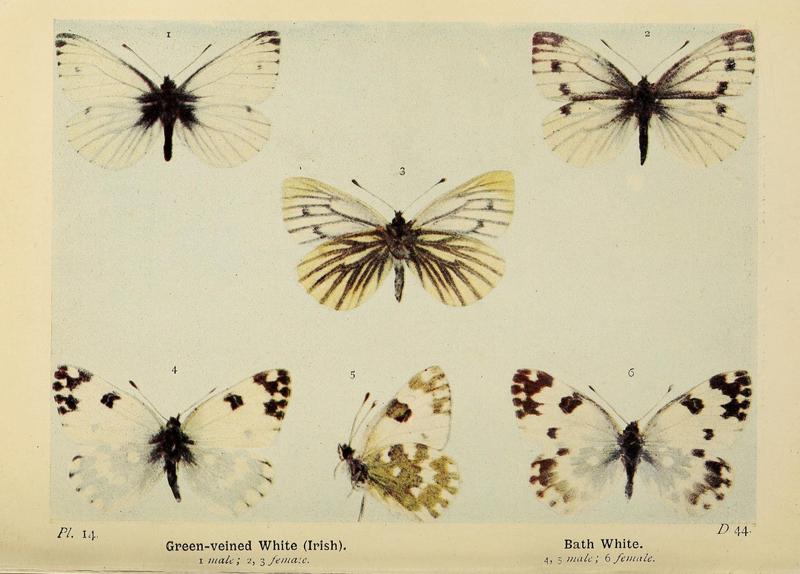 The butterflies of the British Isles (Pl. 14) (6925684953)