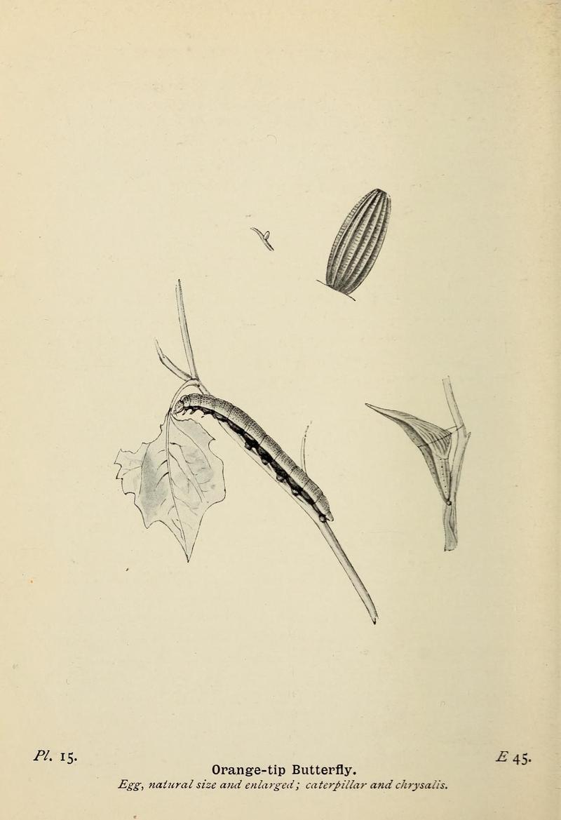 The butterflies of the British Isles (Pl. 15) (6779568472)