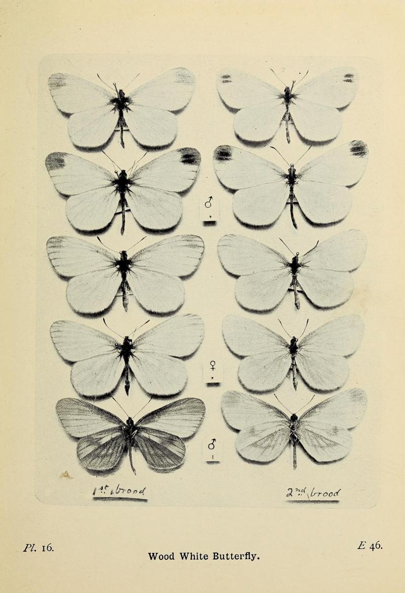 The butterflies of the British Isles (Pl. 16) (6925685503)