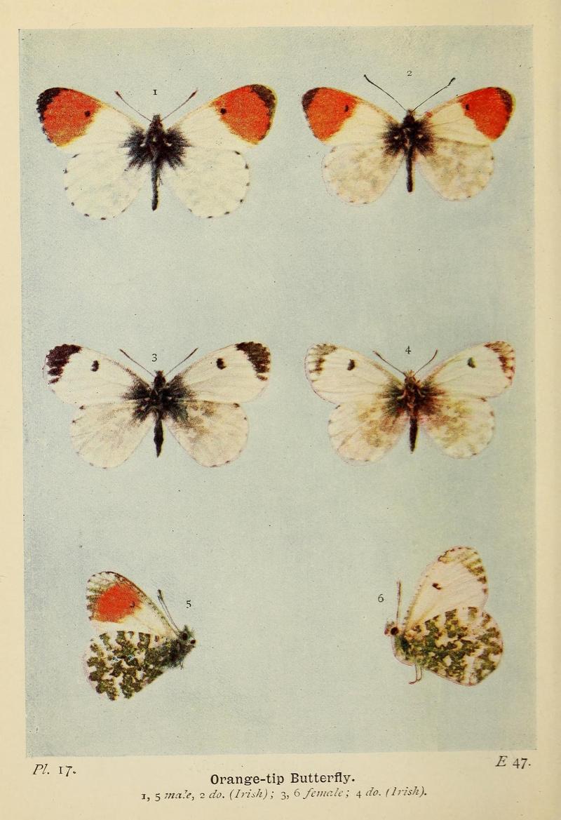 The butterflies of the British Isles (Pl. 17) (6925685827)