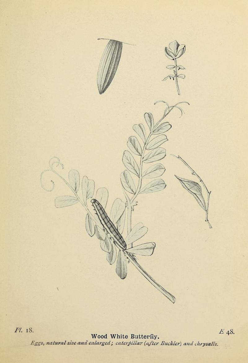 The butterflies of the British Isles (Pl. 18) (6925686133)