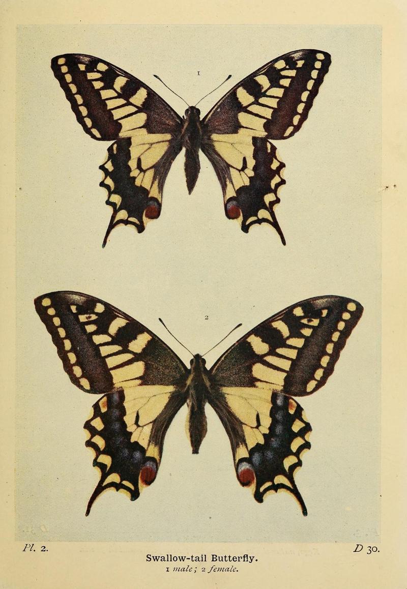 The butterflies of the British Isles (Pl. 2) (6925679107)