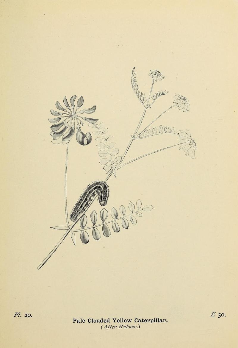 The butterflies of the British Isles (Pl. 20) (6925686741)
