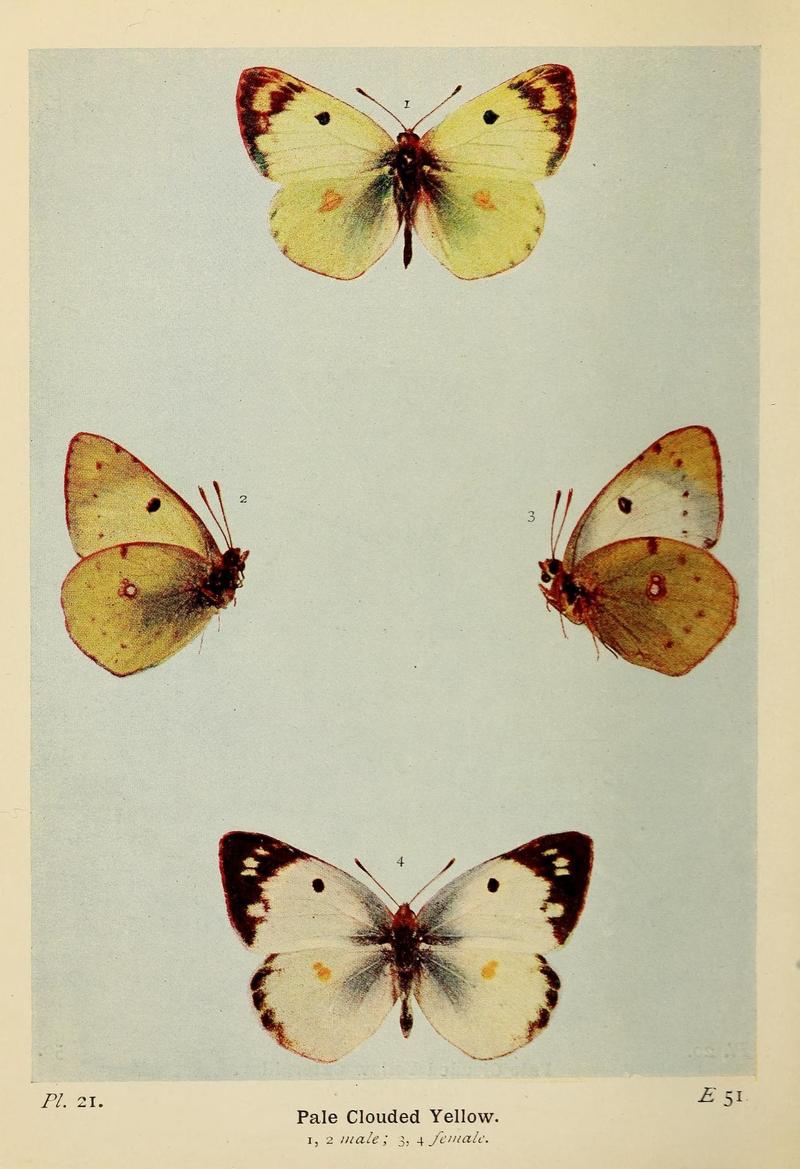 The butterflies of the British Isles (Pl. 21) (6925686997)