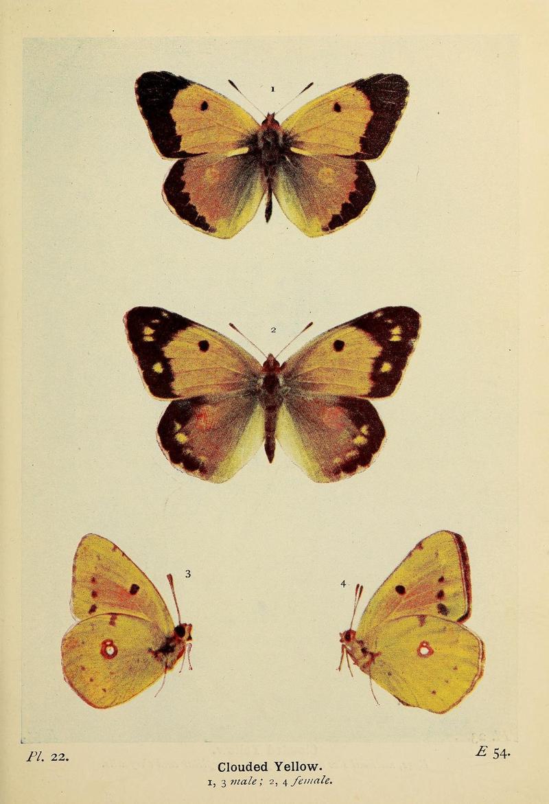The butterflies of the British Isles (Pl. 22) (6779570622)