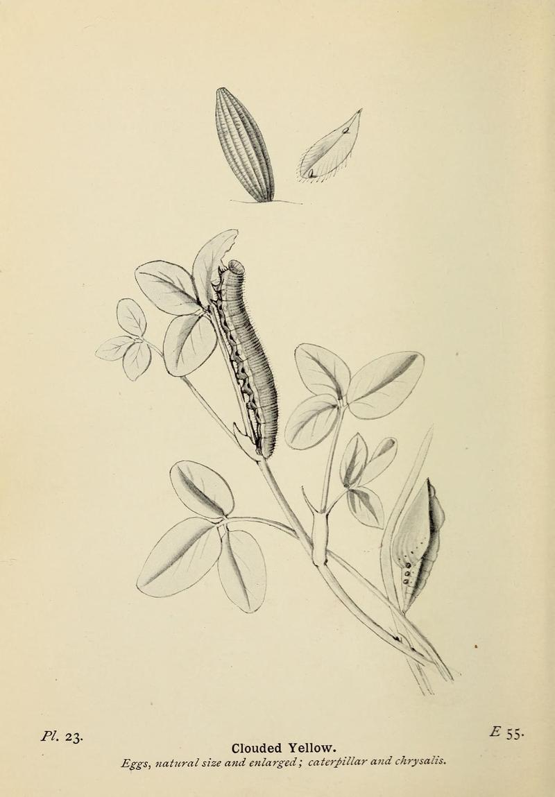 The butterflies of the British Isles (Pl. 23) (6925687535)