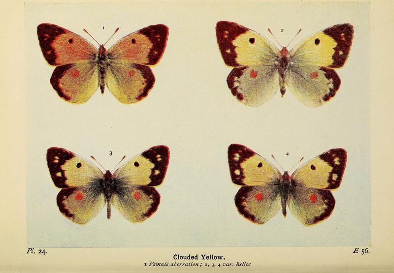 The butterflies of the British Isles (Pl. 24) (6925687897)