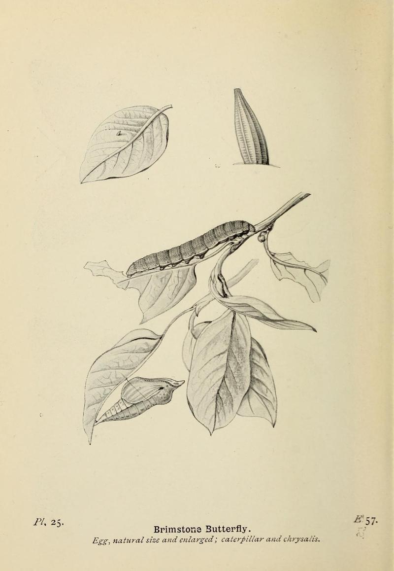 The butterflies of the British Isles (Pl. 25) (6925688221)