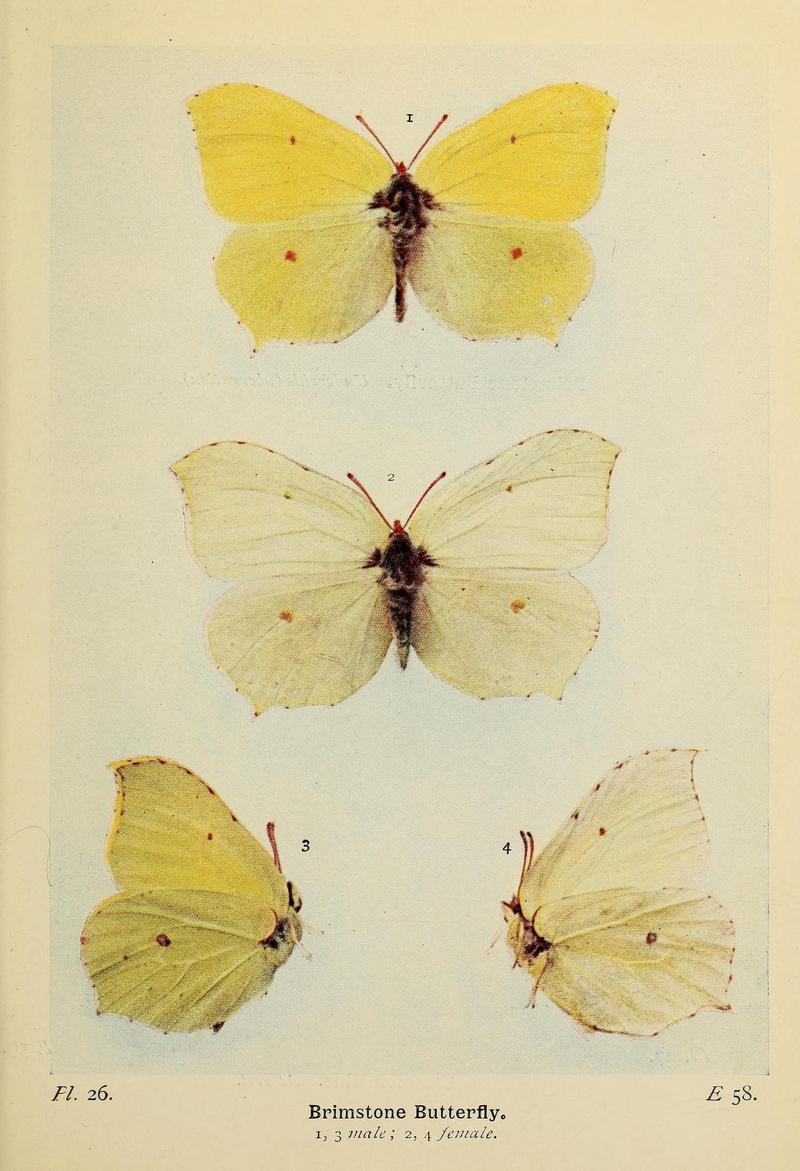 The butterflies of the British Isles (Pl. 26) (6925688527)