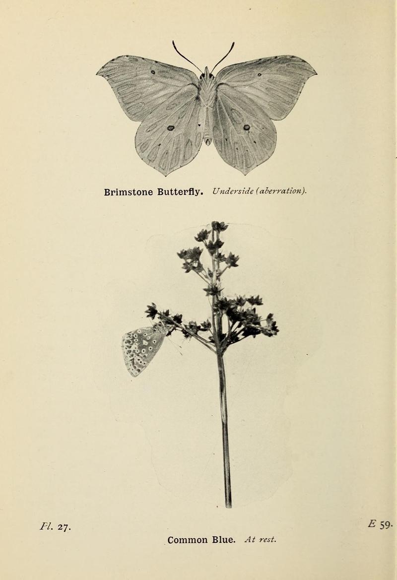 The butterflies of the British Isles (Pl. 27) (6925688795)