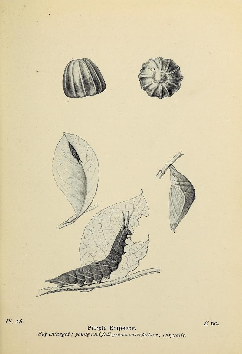 The butterflies of the British Isles (Pl. 28) (6925689079)