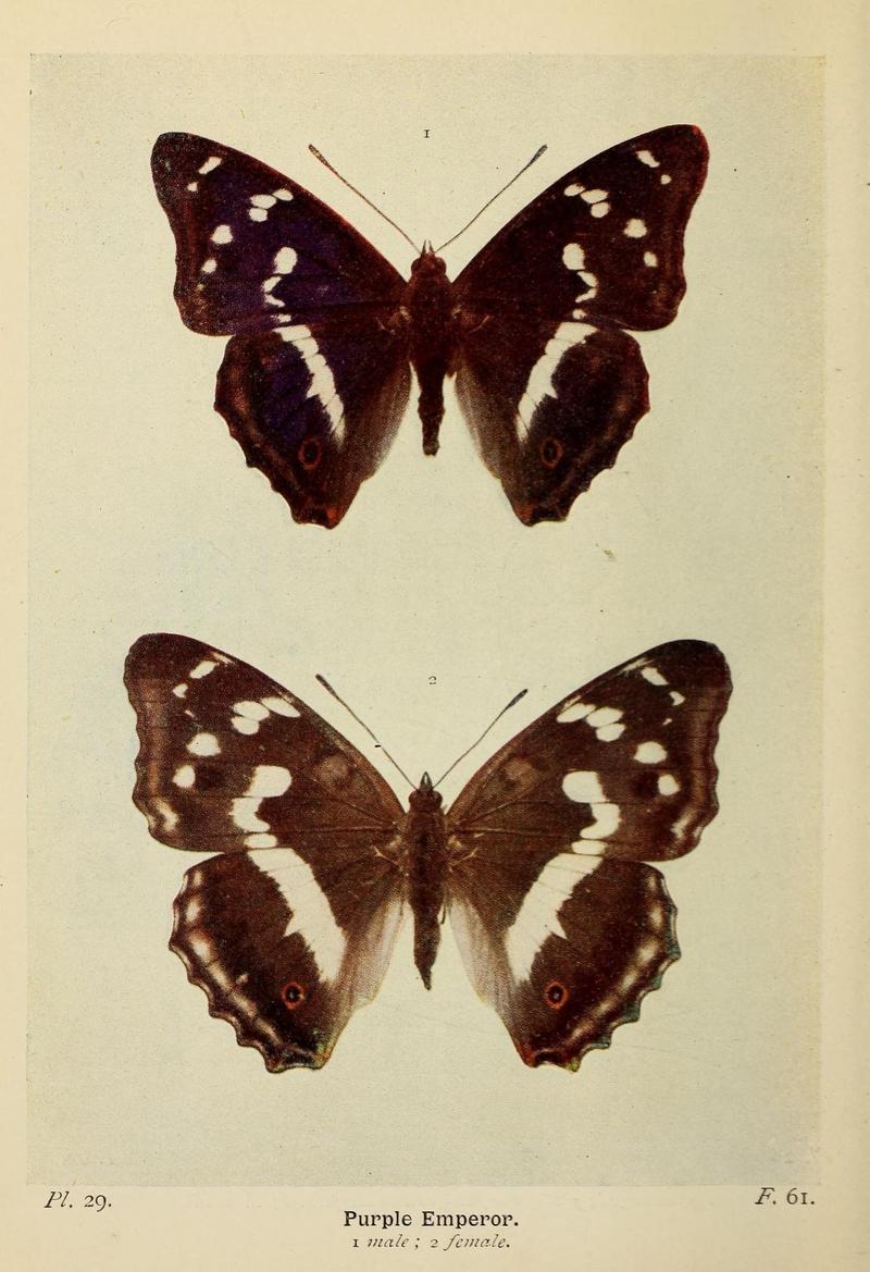 The butterflies of the British Isles (Pl. 29) (6779572644)