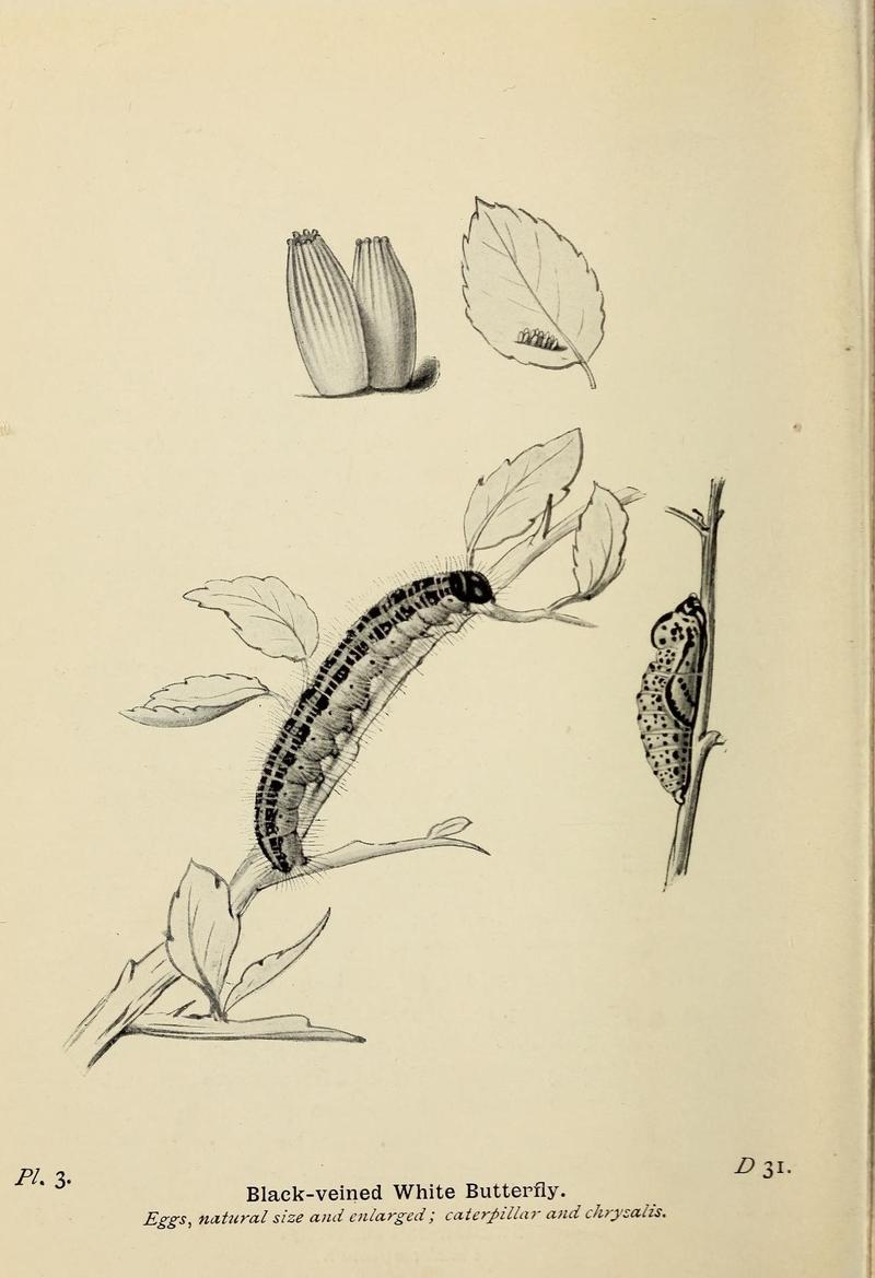 The butterflies of the British Isles (Pl. 3) (6779562806)