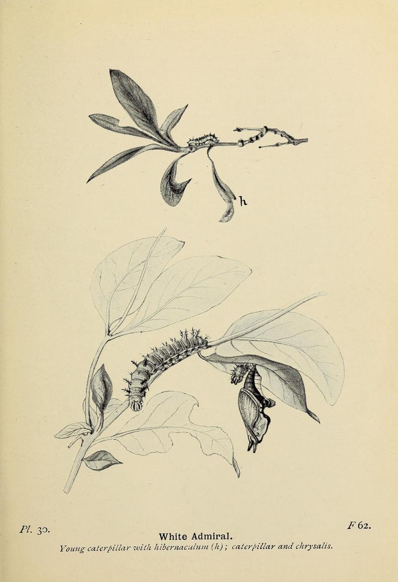 The butterflies of the British Isles (Pl. 30) (6925689621)