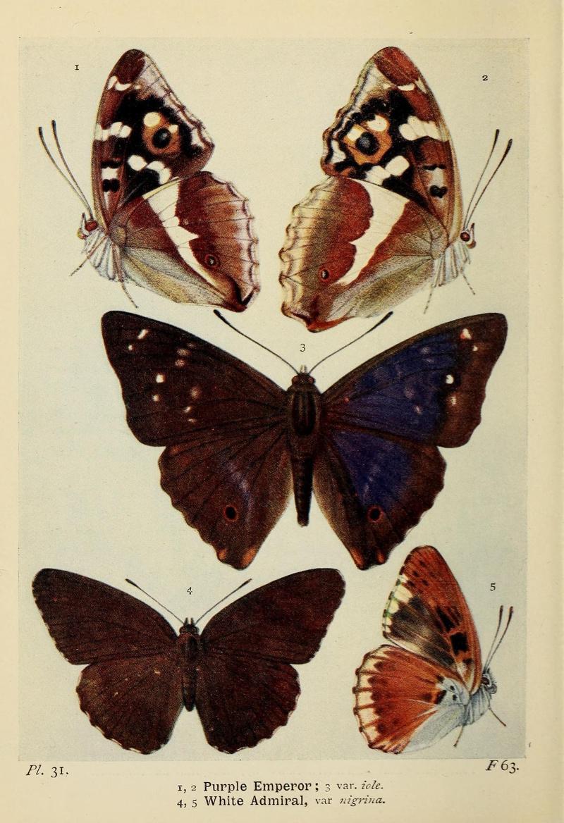 The butterflies of the British Isles (Pl. 31) (6925689941)