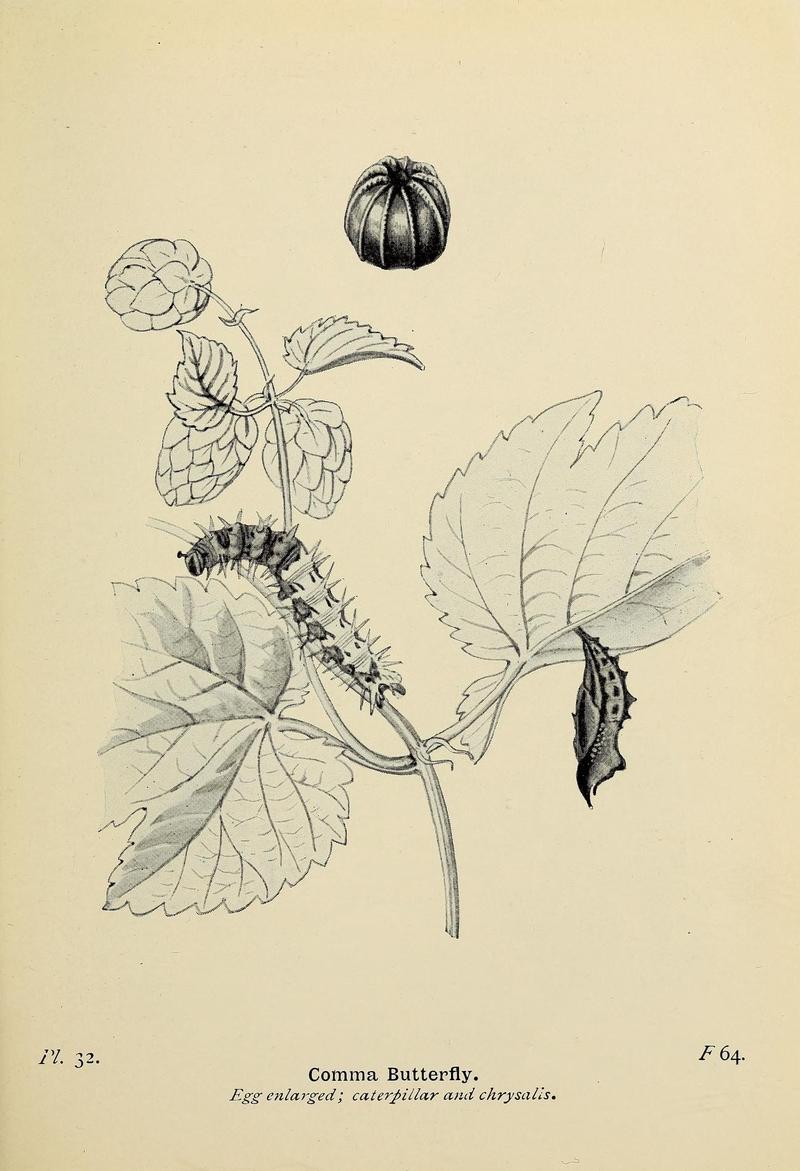 The butterflies of the British Isles (Pl. 32) (6779573454)