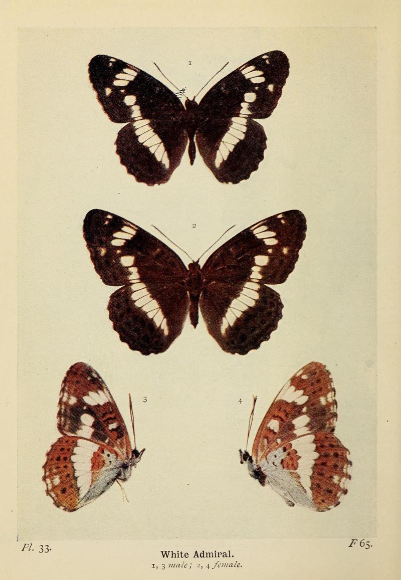 The butterflies of the British Isles (Pl. 33) (6779573958)