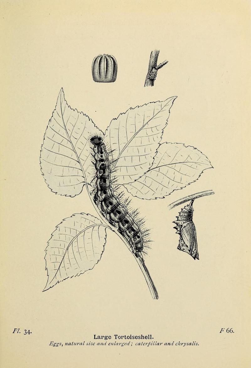 The butterflies of the British Isles (Pl. 34) (6925690897)