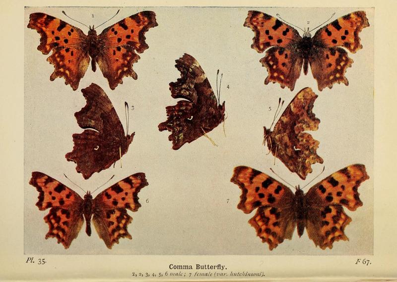 The butterflies of the British Isles (Pl. 35) (6779574586)