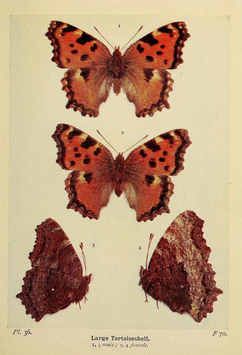 The butterflies of the British Isles (Pl. 36) (6925691651)