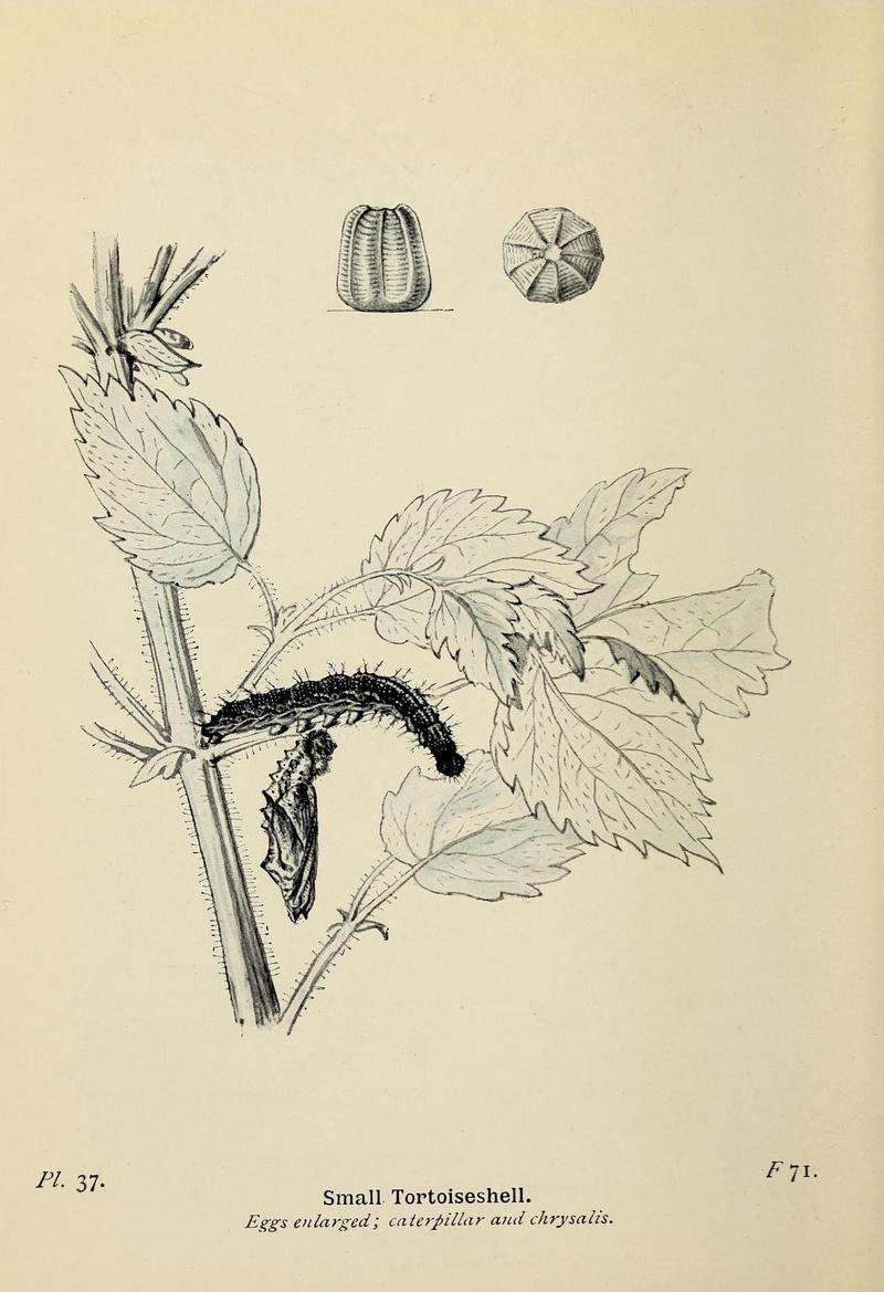 The butterflies of the British Isles (Pl. 37) (6779575220)