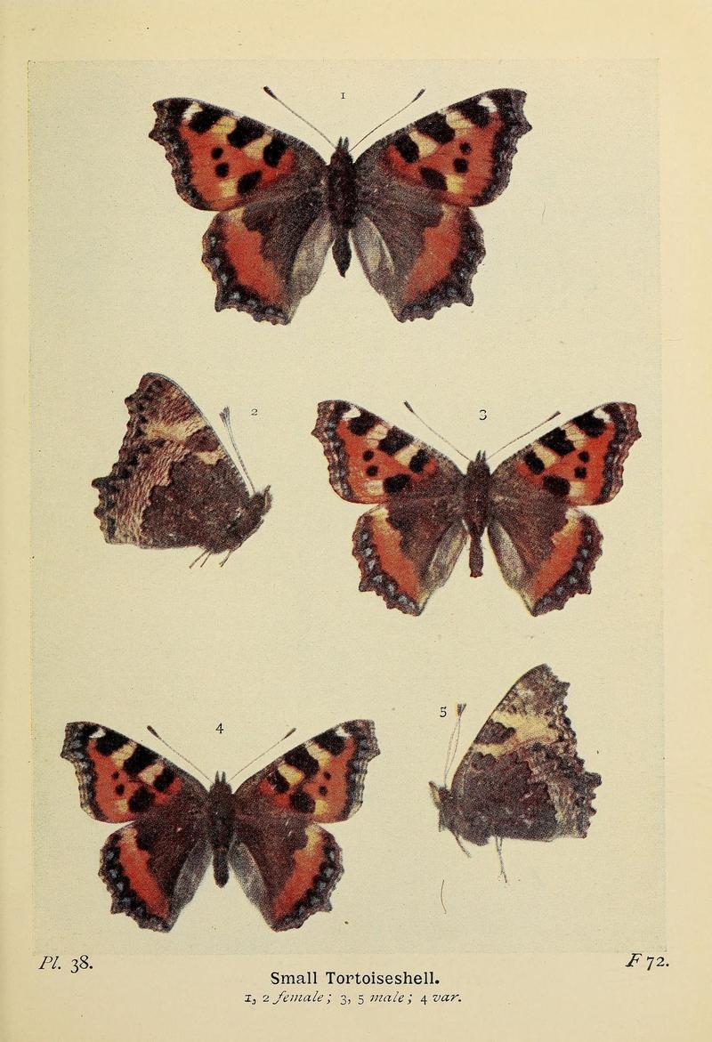 The butterflies of the British Isles (Pl. 38) (6779575540)