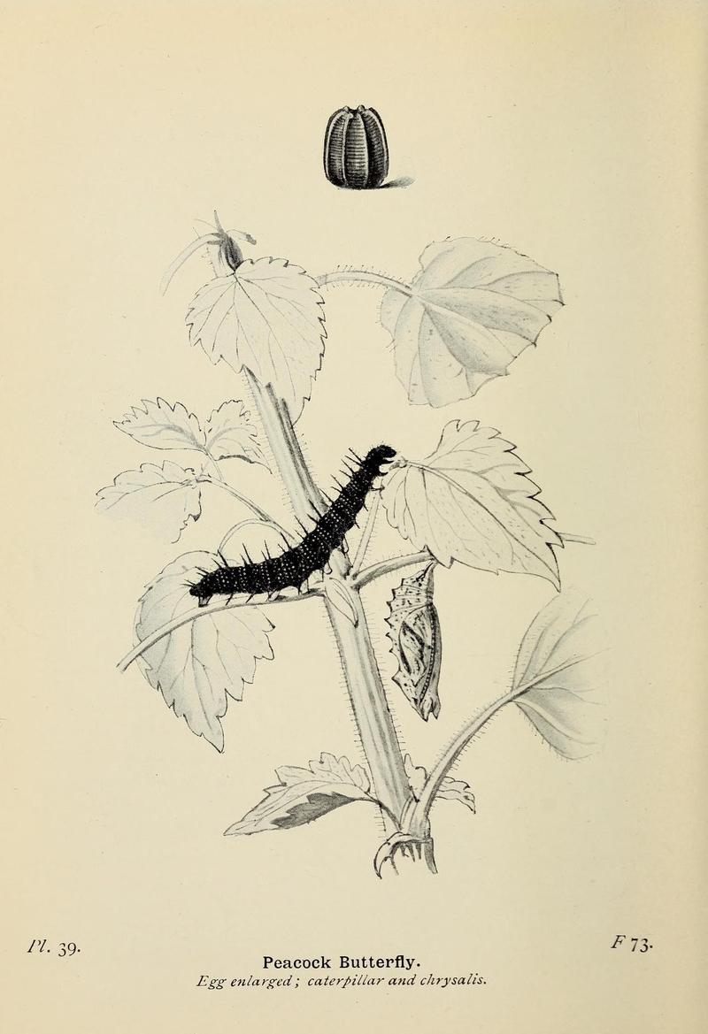 The butterflies of the British Isles (Pl. 39) (6925692655)