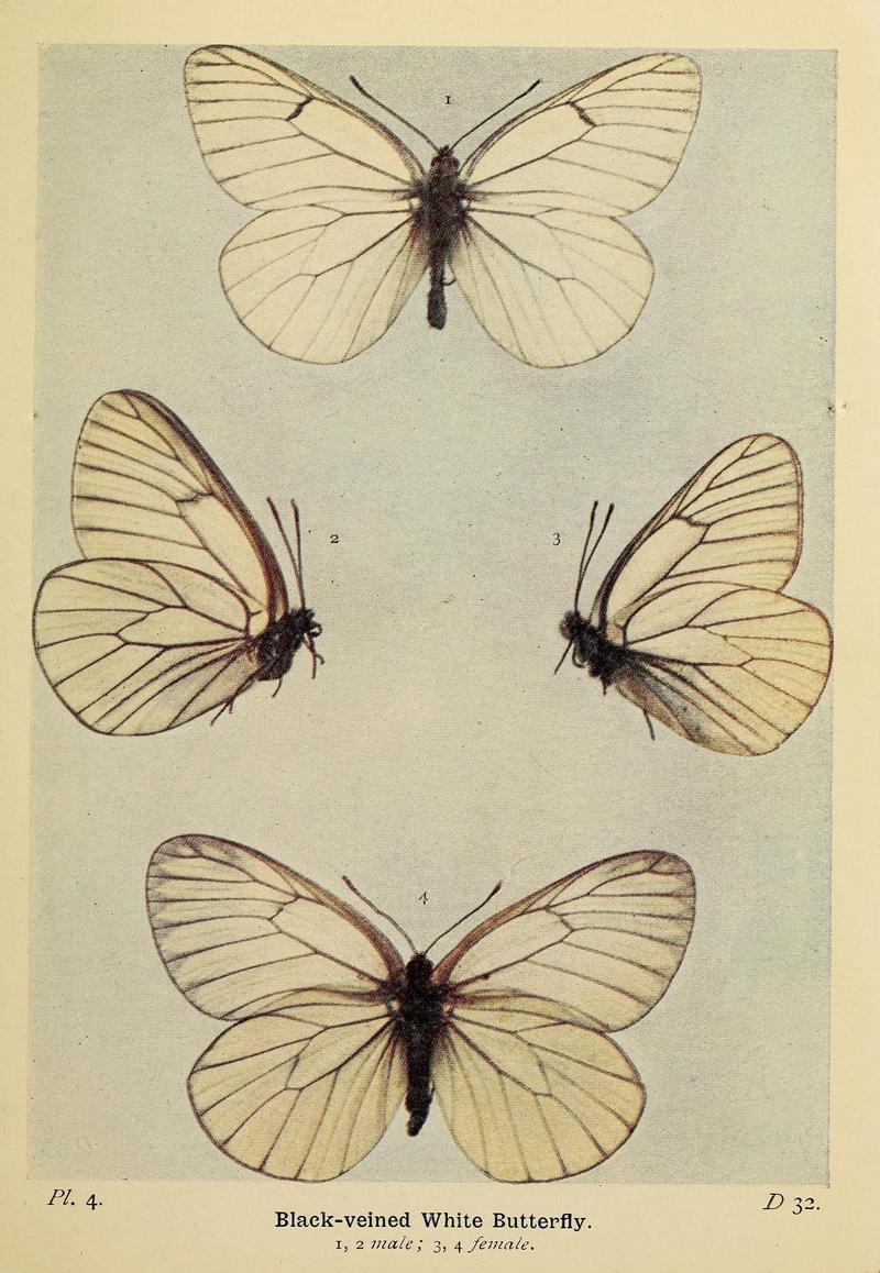 The butterflies of the British Isles (Pl. 4) (6779563176)