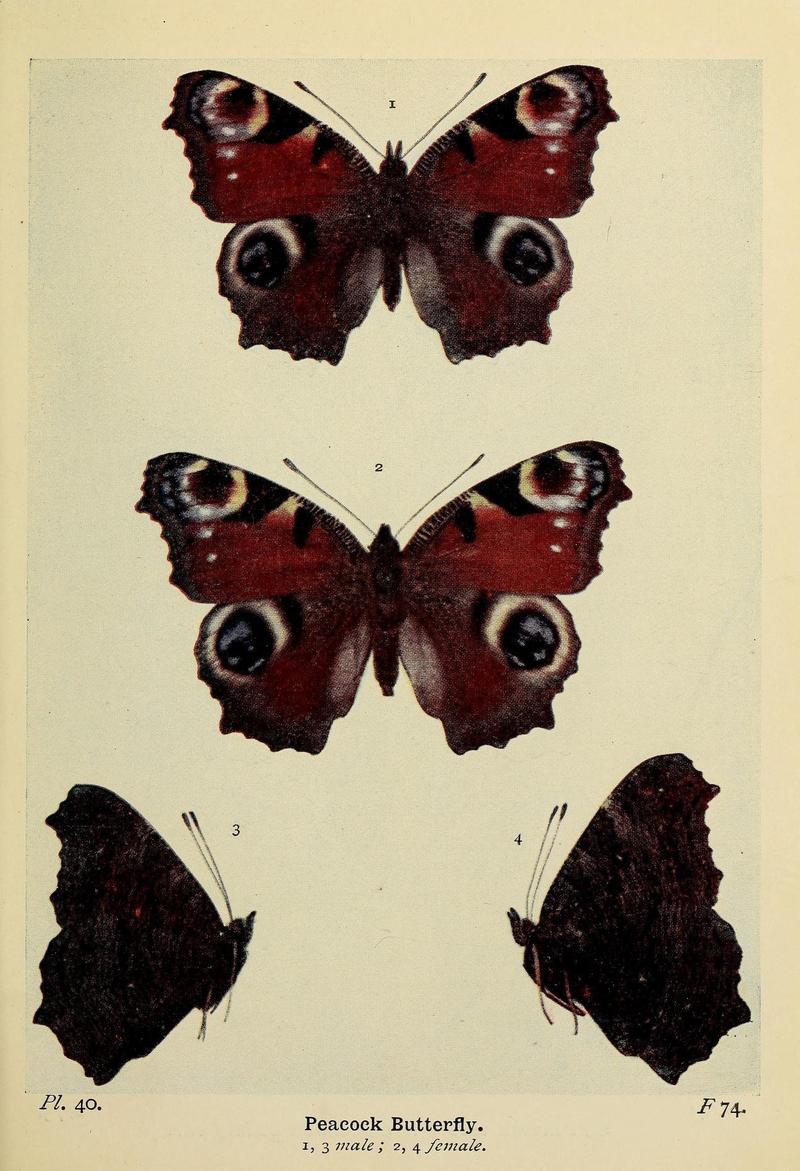 The butterflies of the British Isles (Pl. 40) (6925693159)